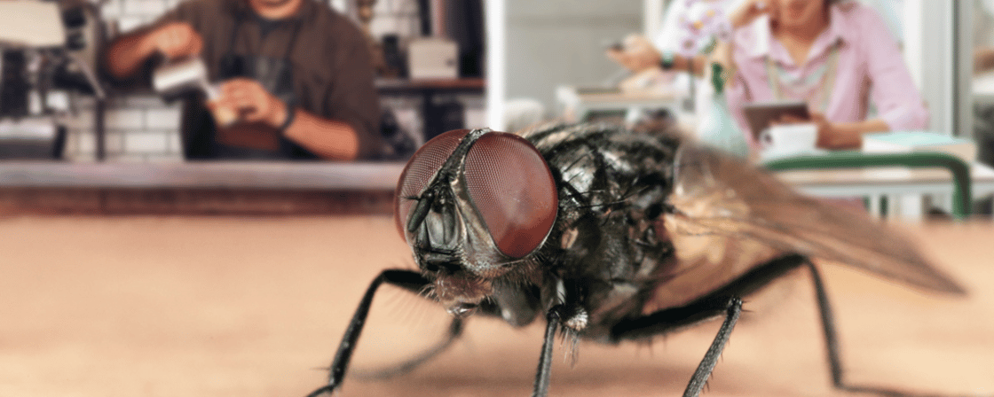 EU Rentokil Total fly control email banner1