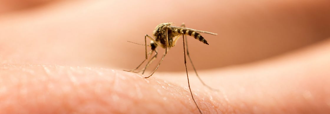 mosquito-biting